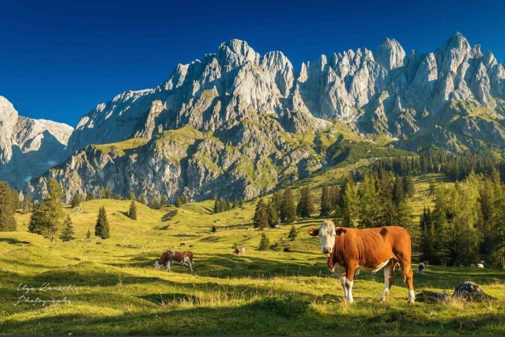 Mühlbach am HochkönigHochkoenig Ferien公寓 外观 照片
